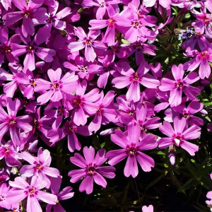 Саженцы Флокс шиловидный Lindenthal (Линдентал)