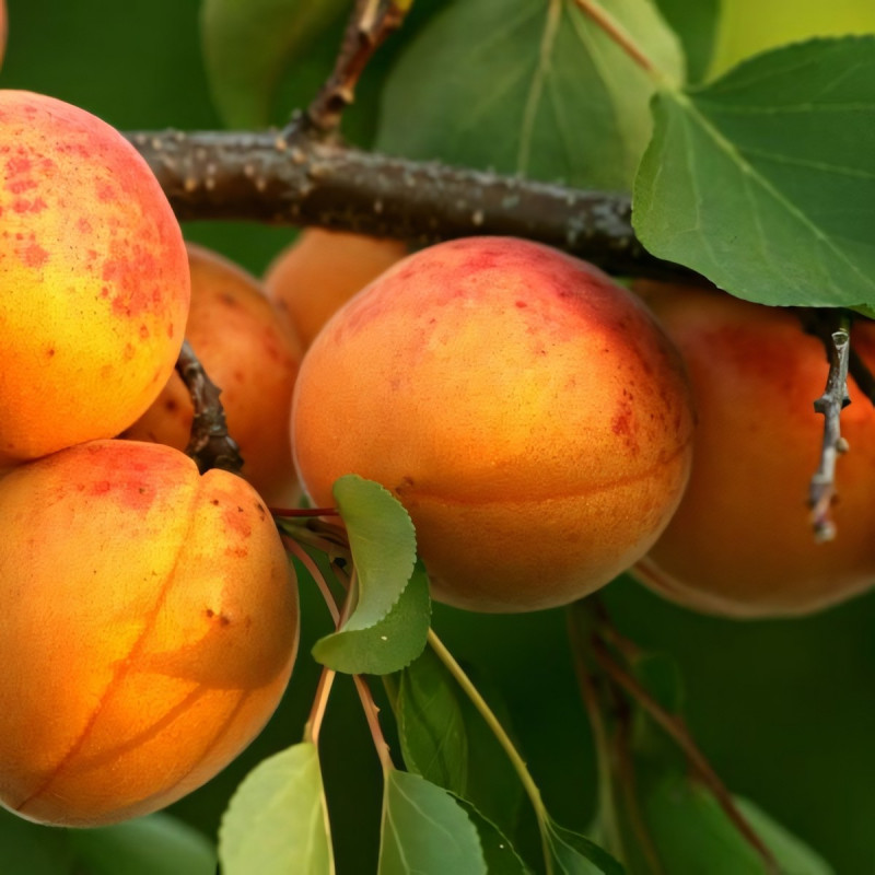 Саженцы Абрикос Десертный