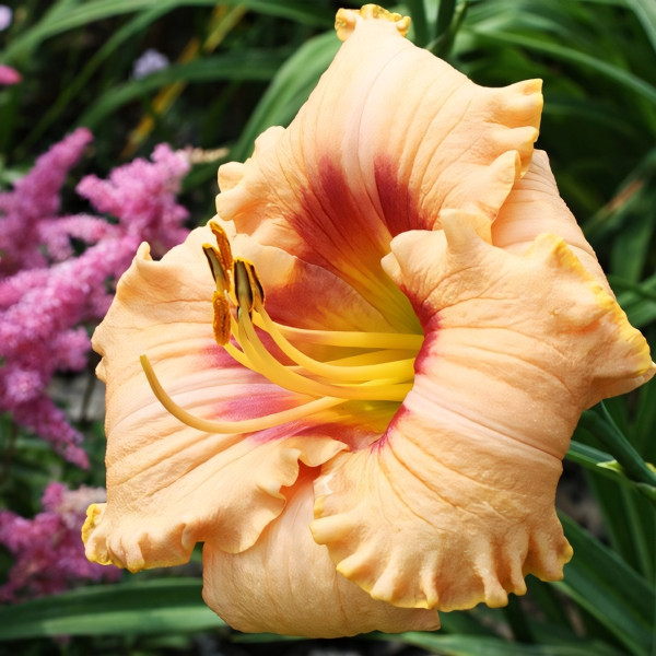 Саженцы Лилейник Peach Candy (Пич Кэнди)