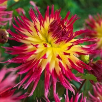 Саженцы Георгина бахромчатая Lindsay Michelle (Линдсэй Мишель)