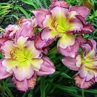 Саженцы Лилейник Cosmic Kaleidoscope (Космик Калейдоскоп)