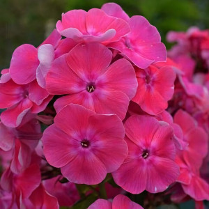 Саженцы Флокс Малина Ранняя