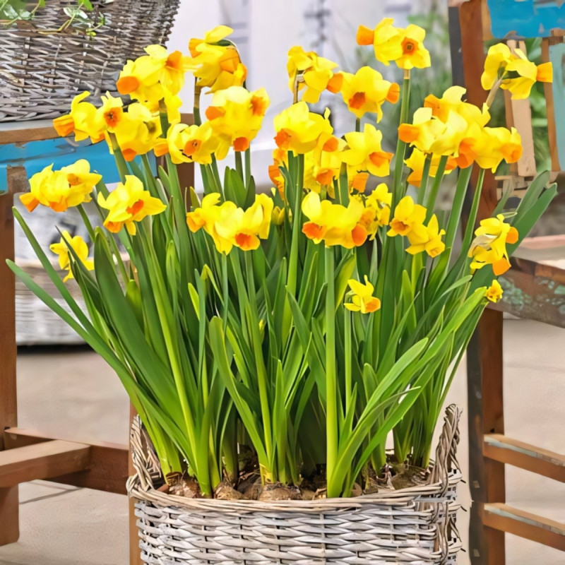 Луковицы Нарцисс мини Гранд Солейль д'Ор (в упаковке - 3шт.)