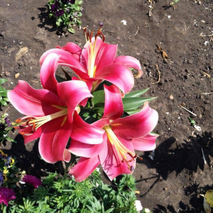  Лилия Sensi (Сенси)