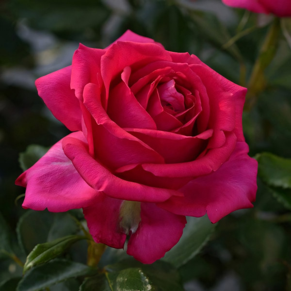 Саженцы Роза флорибунда Режис Маркон