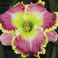 Саженцы Лилейник Elegant Universe (Элегант Универс)