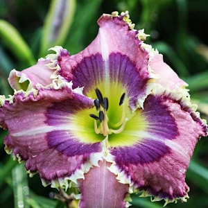 Саженцы Лилейник Blue Eyed Dragon (Блю Айд Дрэгон)