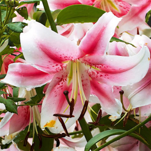  Лилия ОТ гибрид Anastasia (Анастасия)