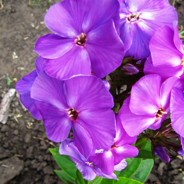 Саженцы Флокс Duesterlohe (Дюстерлое)