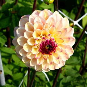 Саженцы Георгина Wine Eyed Jill