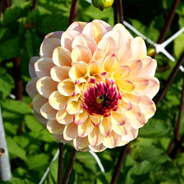 Саженцы Георгина Wine Eyed Jill