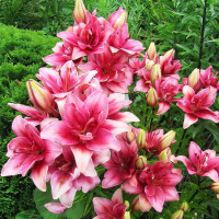 Луковицы  Лилия азиатская Ceres (Церес) (3шт.)