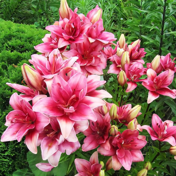 Луковицы  Лилия азиатская Ceres (Церес) (3шт.)