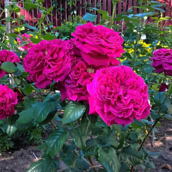 Саженцы Роза английская Фишерман