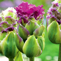 Луковицы Тюльпан Пурпл Тауэр (в упаковке - 3шт.)