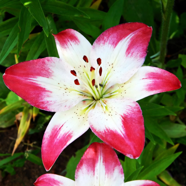 Луковицы  Лилия биколор азиатская Lollypop (Лоллипоп) (3шт.)