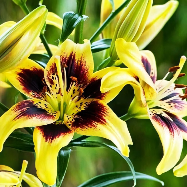 Луковицы  Лилия тигровая Pieton (Пайтон) (3шт.)