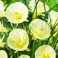 Луковицы Нарцисс мини Джулия Джейн (в упаковке - 3шт.)