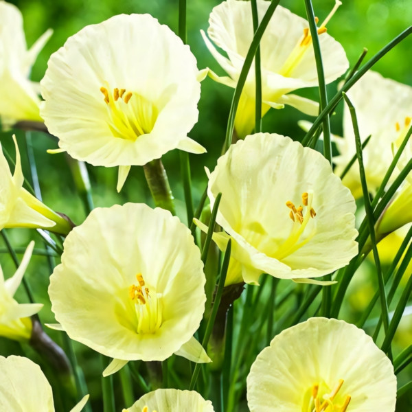 Луковицы Нарцисс мини Джулия Джейн (в упаковке - 3шт.)