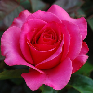 Саженцы Роза чайно-гибридная Пинк Флойд