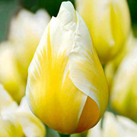 Луковицы Тюльпан Фостера Свитхарт