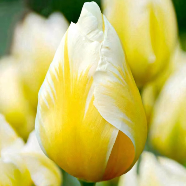 Луковицы Тюльпан Фостера Свитхарт