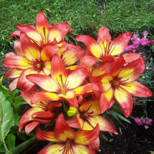  Лилия азиатская Majestic Joy (Маджестик Джой)