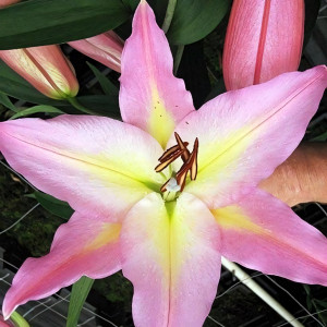  Лилия восточная Color Essence (Колор Эссенс)