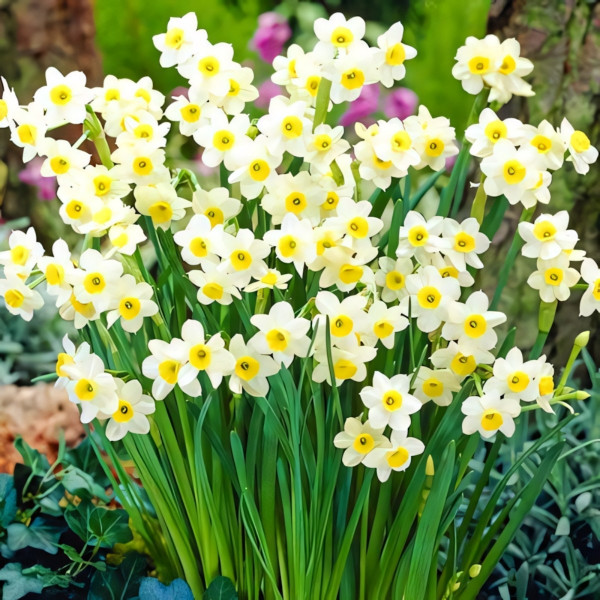 Луковицы Нарцисс Аваланш (в упаковке - 3шт.)