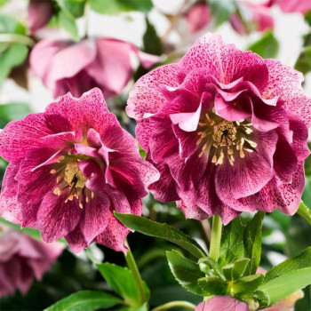 Морозник Дабл Гибридс Пинк Промис 