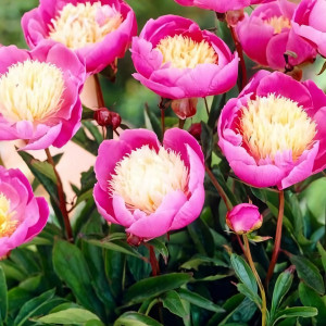 Саженцы Пион Bowl of Beauty (Боул оф Бьюти)