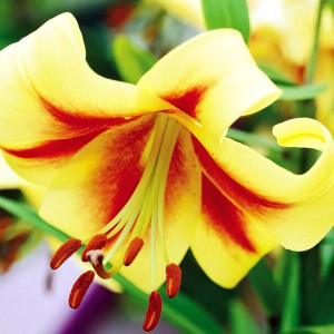  Лилия ОТ гибрид Robert Swanson (Роберт Свонсон)