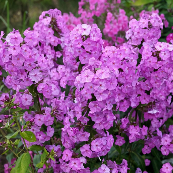 Саженцы Флокс Alpha (Альфа)