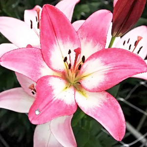  Лилия ЛА гибрид Palena (Палена)