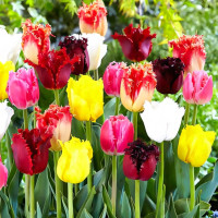Луковицы Тюльпаны махрово-бахромчатые, микс (в упаковке - 3шт.)