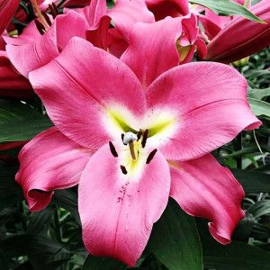  Лилия ОТ гибрид Macizo (Макизо)