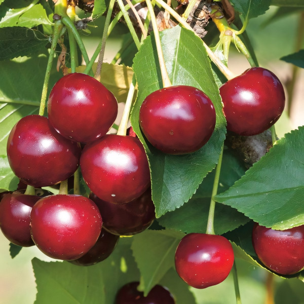 Саженцы Вишня Владимирская