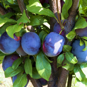 Саженцы Слива колоновидная Анже