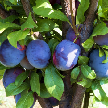 Саженцы Слива колоновидная Анже