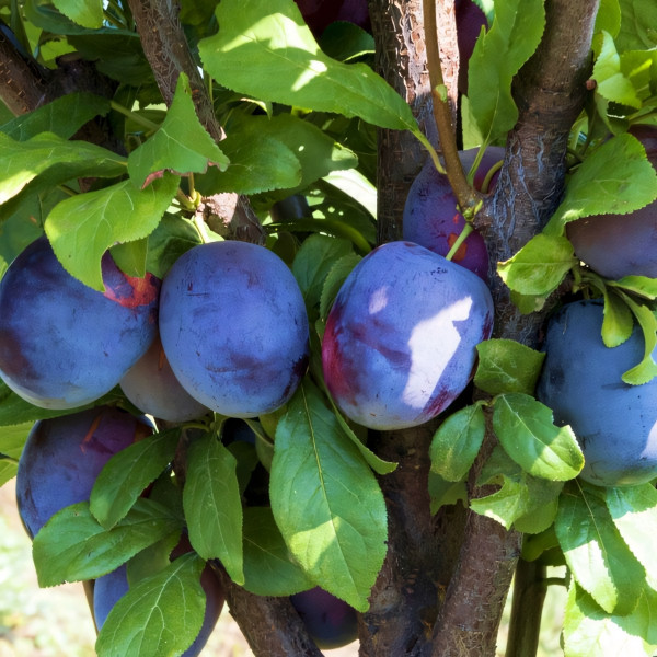 Саженцы Слива колоновидная Анже