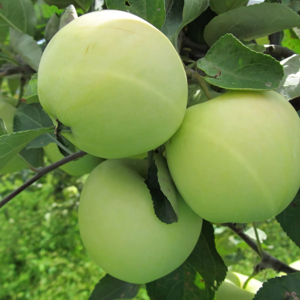 Саженцы Яблоня Белый Налив