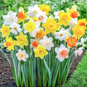 Нарцисс крупнокорончатый, микс (в упаковке - 3шт.)