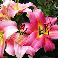 Луковицы Саженцы Лилия ОТ гибрид Aventino (Авентино) (3шт.)