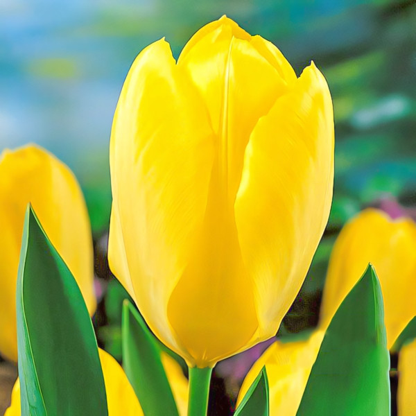 Луковицы Тюльпан Фостера Йеллоу Пуриссима (в упаковке - 3шт.)