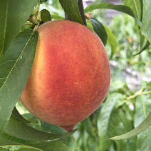 Саженцы Персик Гермиона