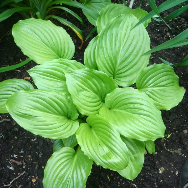 Саженцы Хоста гибридная Venus (Венус) L