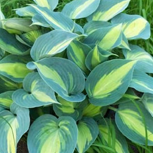 Саженцы Хоста Catherine (Кэтрин) М