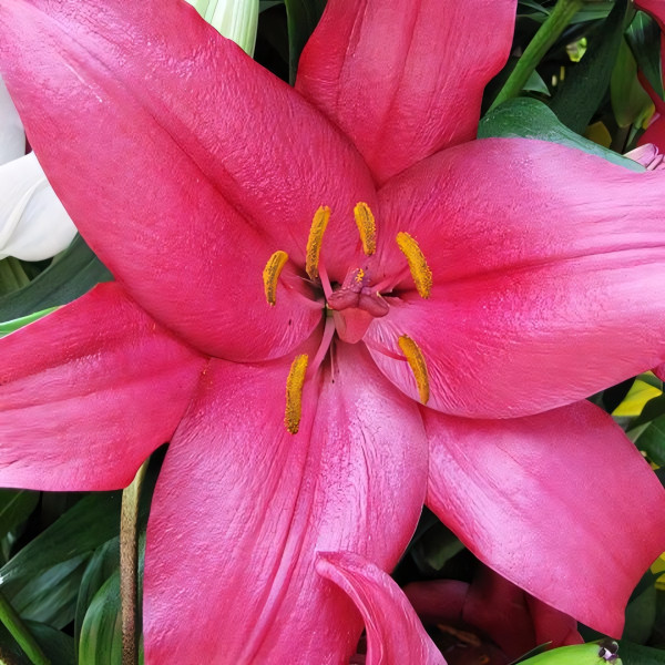 Луковицы  Лилия Purple Diamond (Пурпл Диамонд) (3шт.)