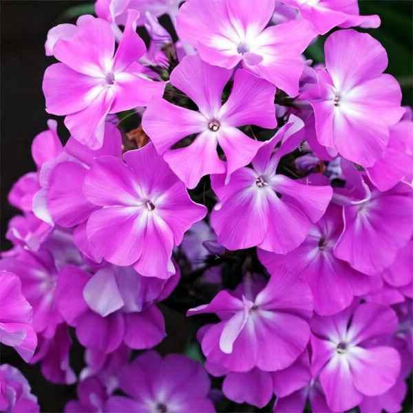 Саженцы Флокс Кокетка