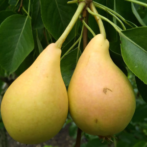 Саженцы Груша Сахарная
